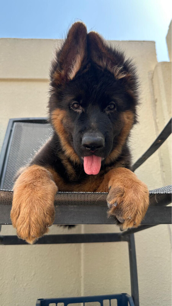 German Shepherd - 3