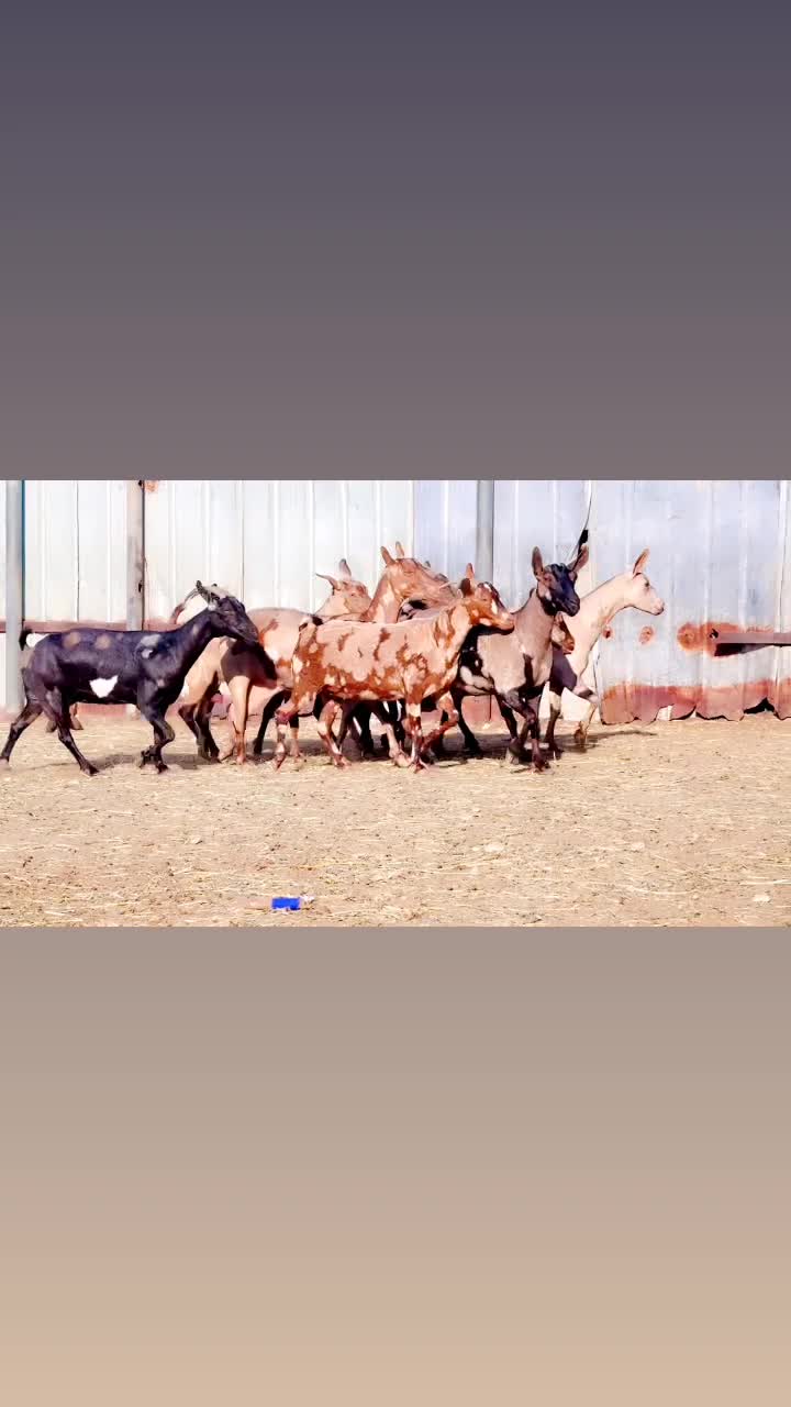 معزه عمانيات جيشيات أصايل طيبه  - 1