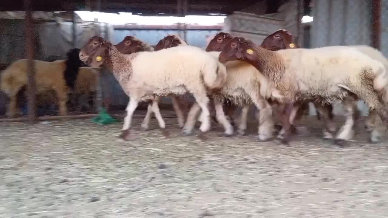 للبيع رخال سوريه - 1