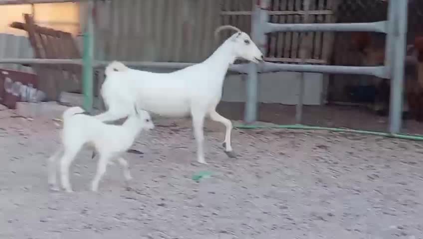 للبيع عنز عمانيه وليد طيبه - 4