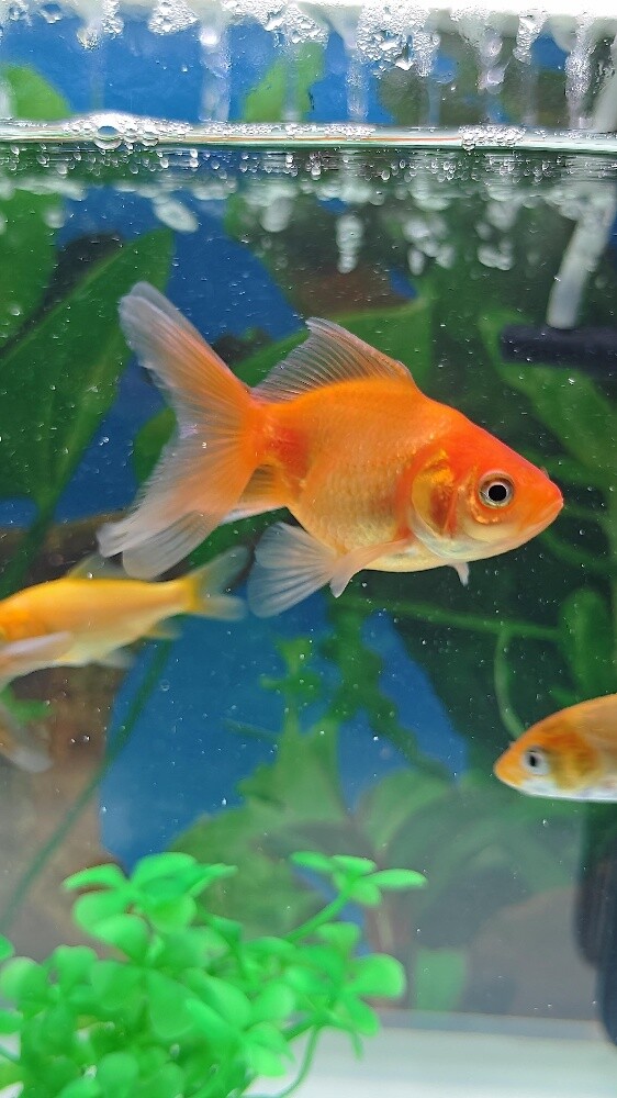 Aquarium Fish - 5