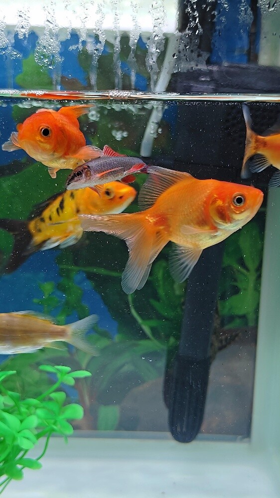 Aquarium Fish - 6