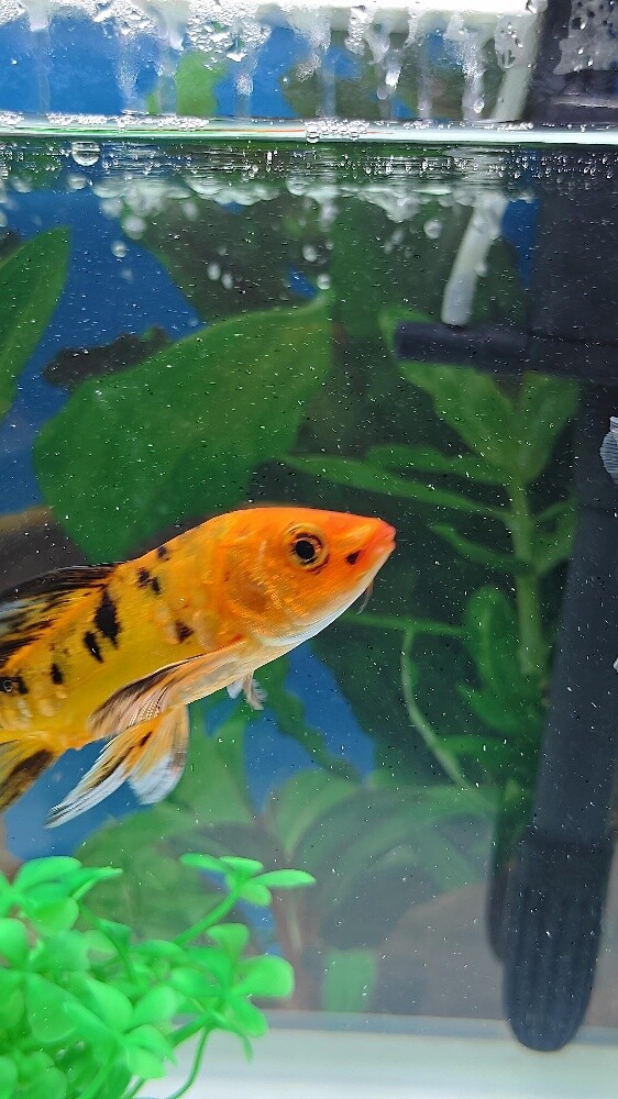 Aquarium Fish - 7