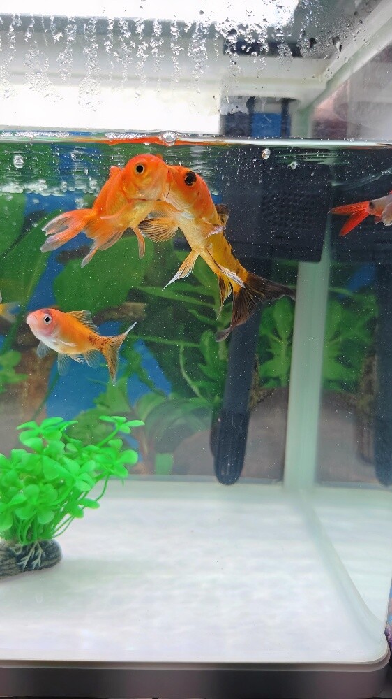 Aquarium Fish - 3