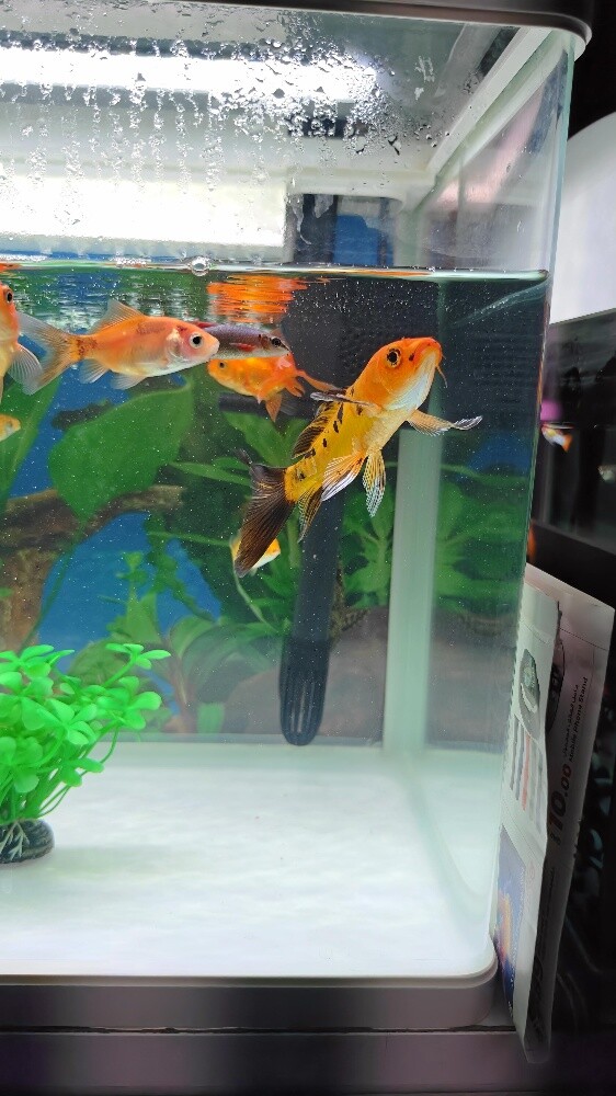 Aquarium Fish - 4