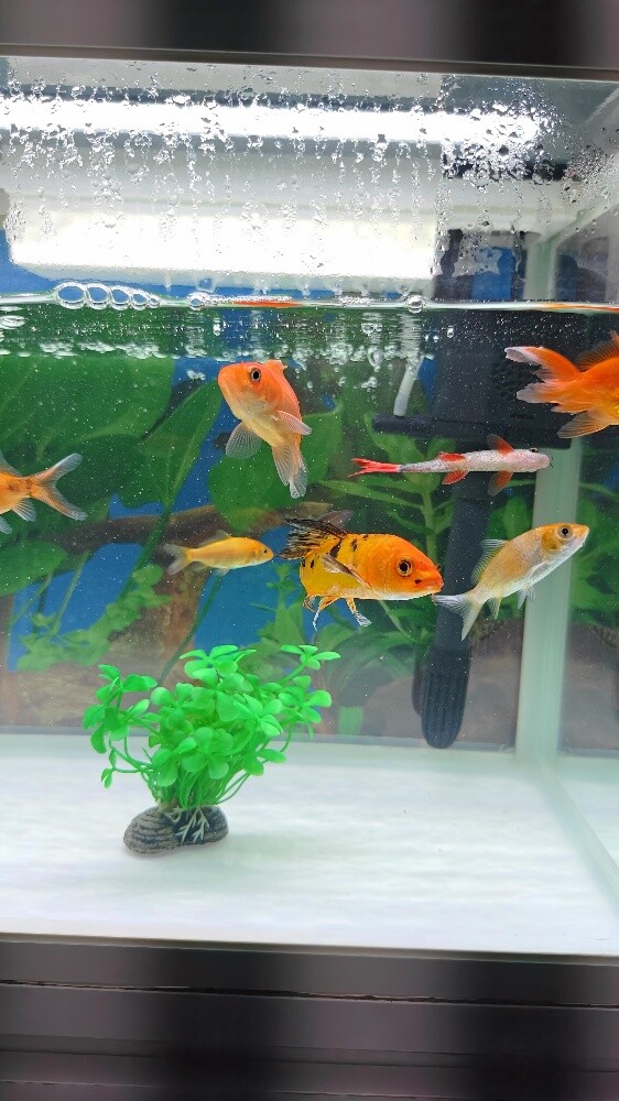 Aquarium Fish - 2
