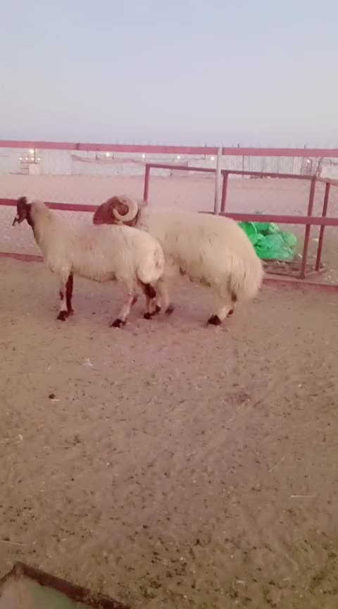 فحل خصم 1 - 1