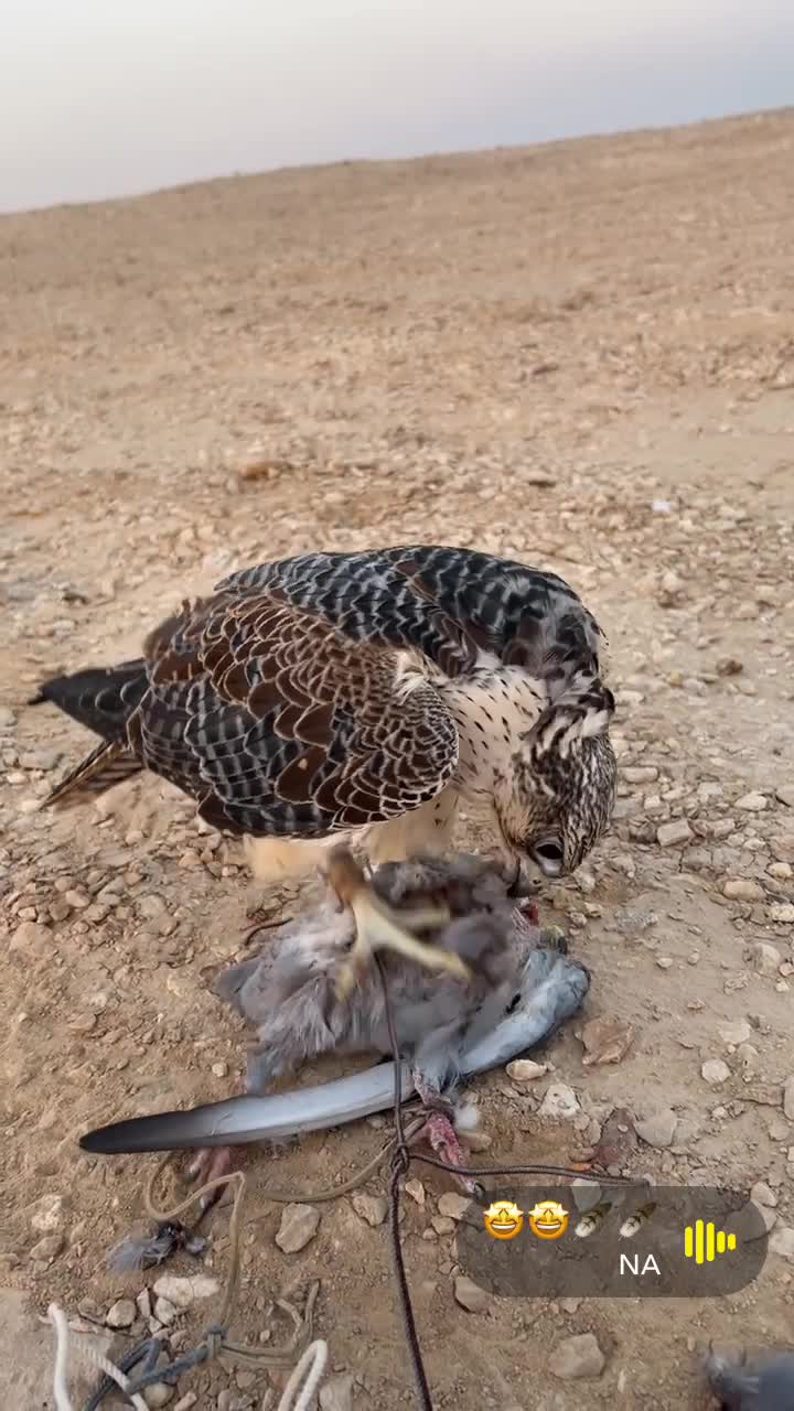 جير تبع  - 3