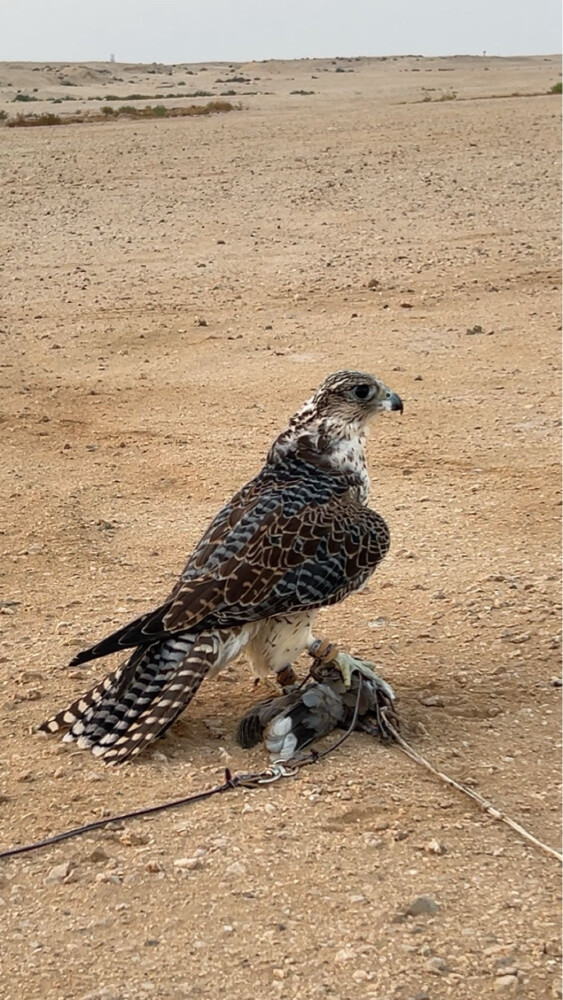 جير تبع  - 1