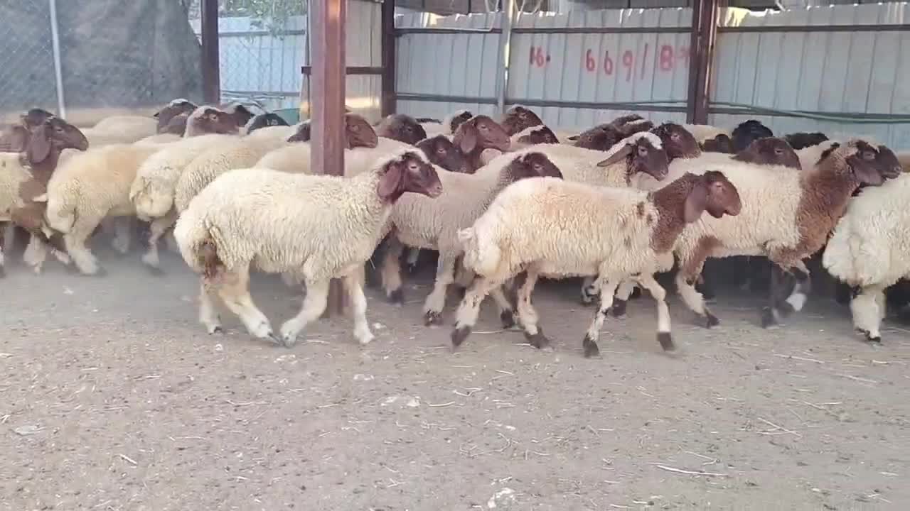 للبيع رخال سوريه دبس - 3