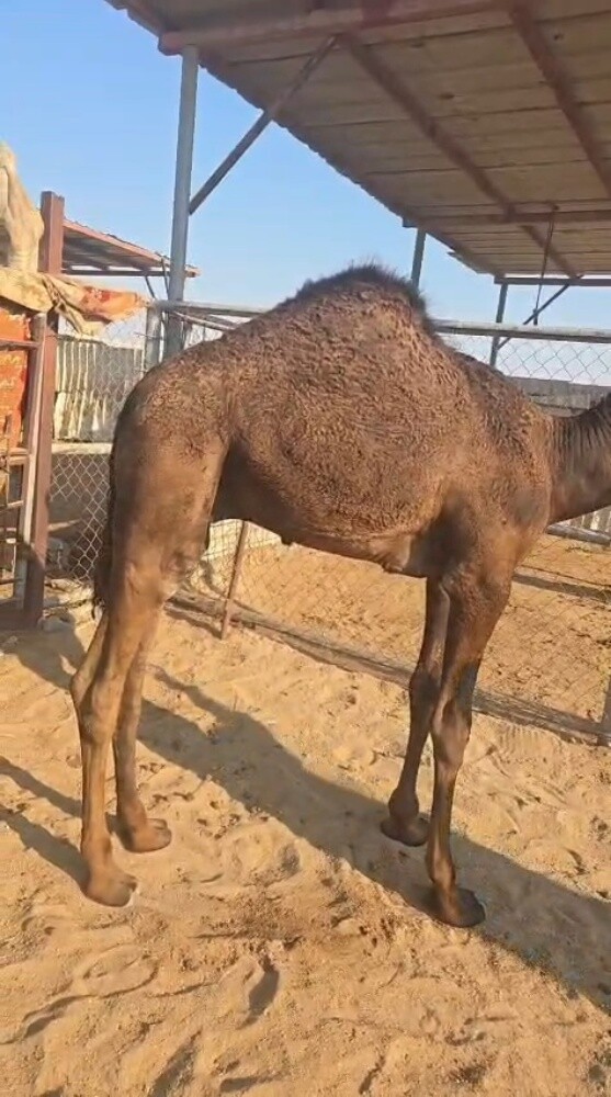 للبيع حوار - 2