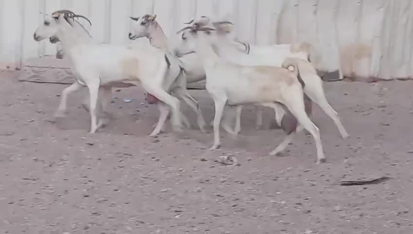 للبيع معزه عمانيات طيبه - 4