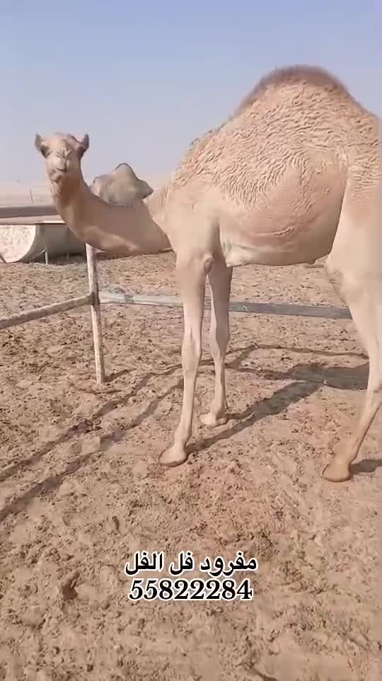 للبيع قعود فل الفل مفرود  - 1