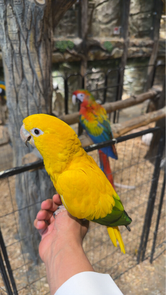 golden conure  - 1