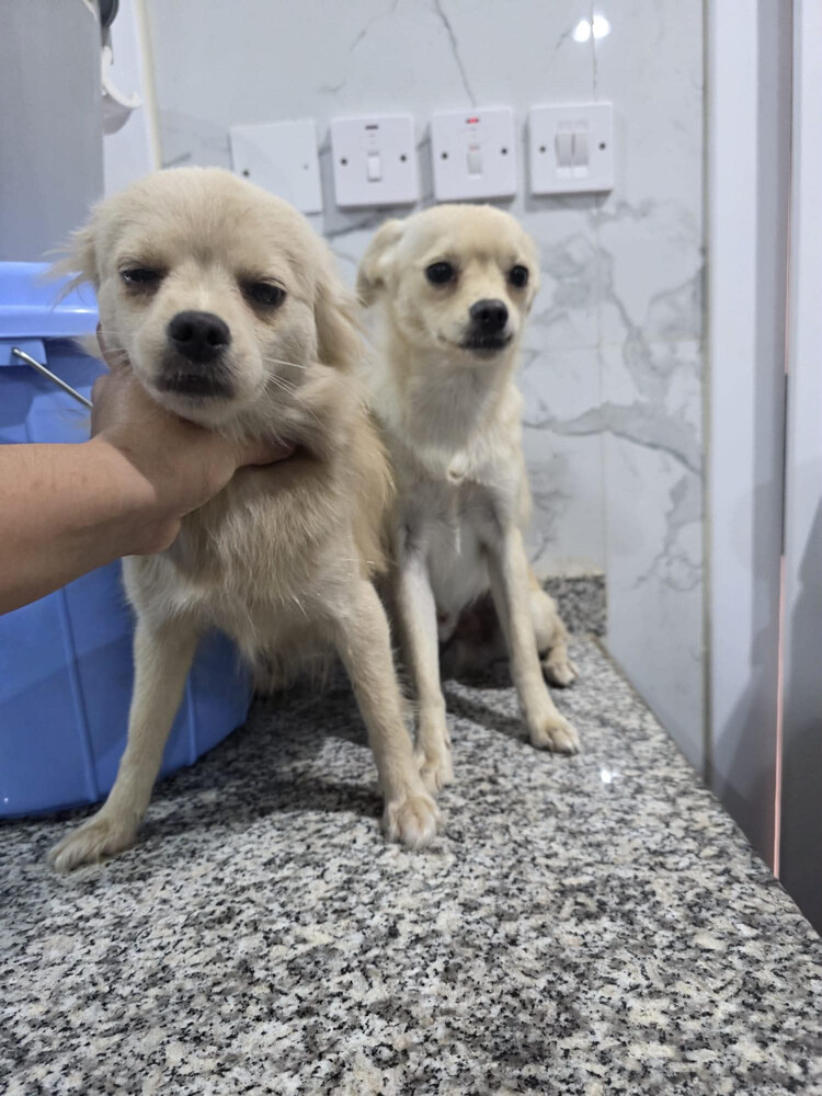 for adoption  - 1