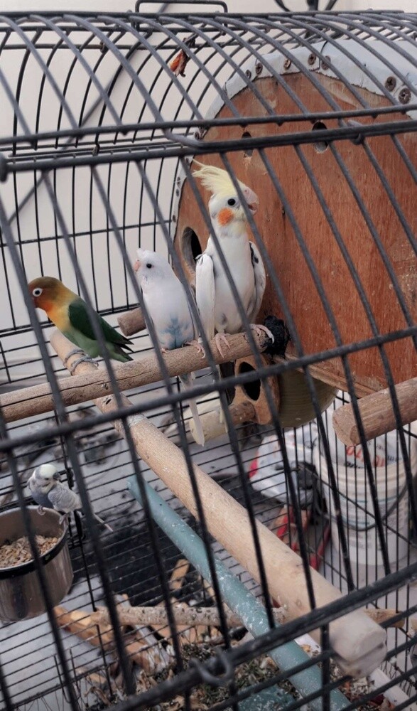 birds - 1