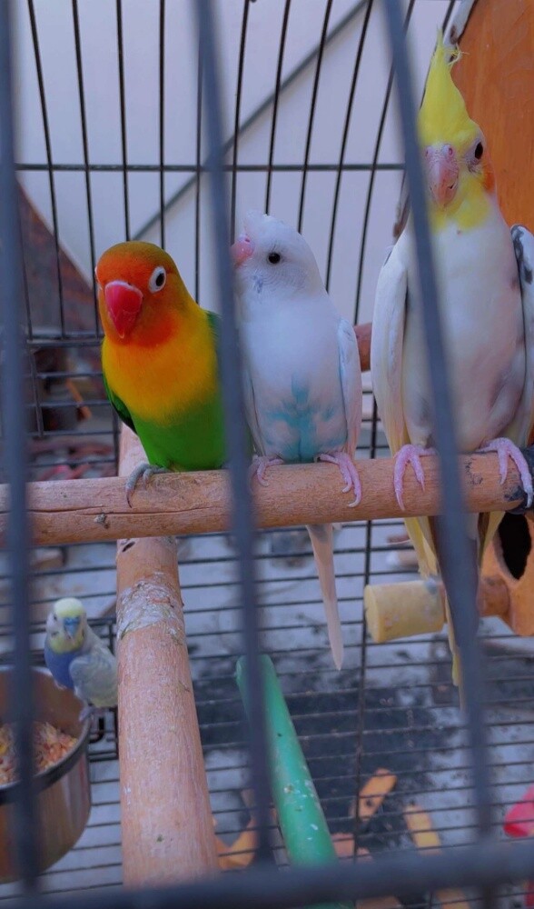 birds - 2