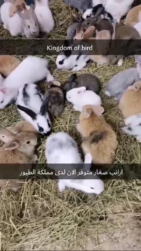 ارانب صغيره - 3