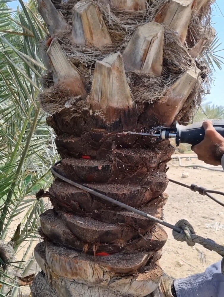 تكريب النخيل، ينظفة، عشان الحشرات - 1
