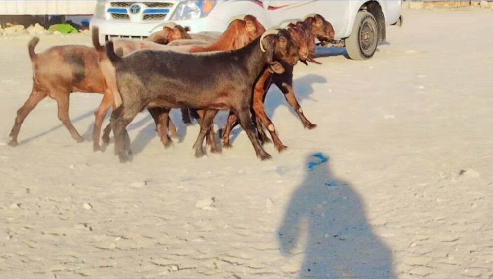للبيع معزاء قبرصيات طيبه - 4