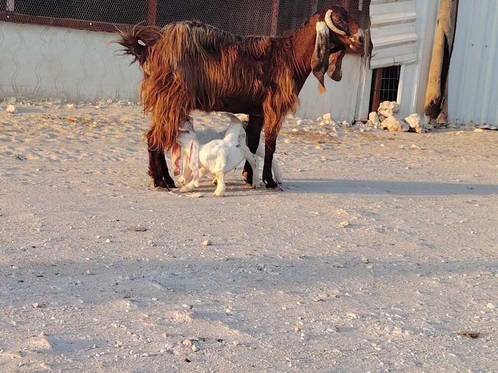رغوث متاومات طيبببيه - 2