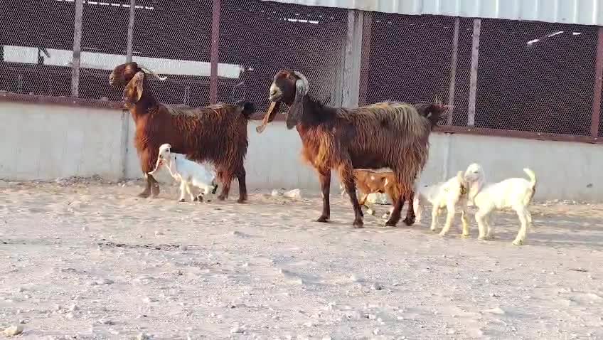 رغوث متاومات طيبببيه - 3