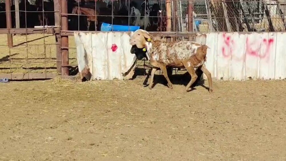 للبيع طليان برابر سمان فل الفل - 3