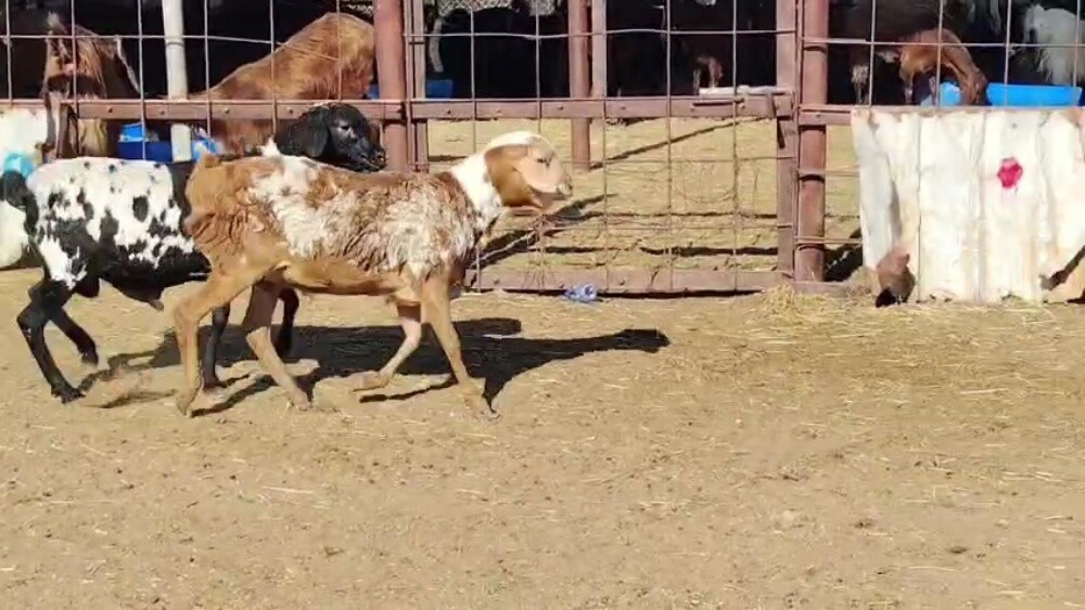 للبيع طليان برابر سمان فل الفل - 1