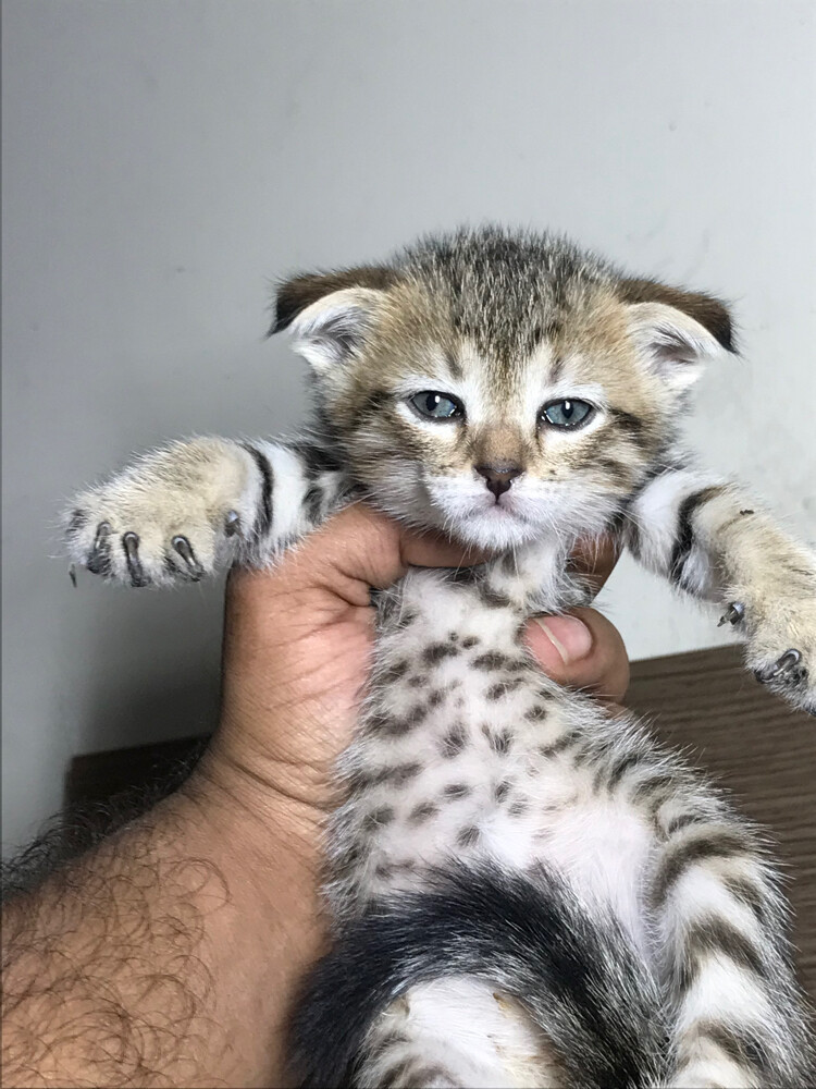 Scottish fold  - 3