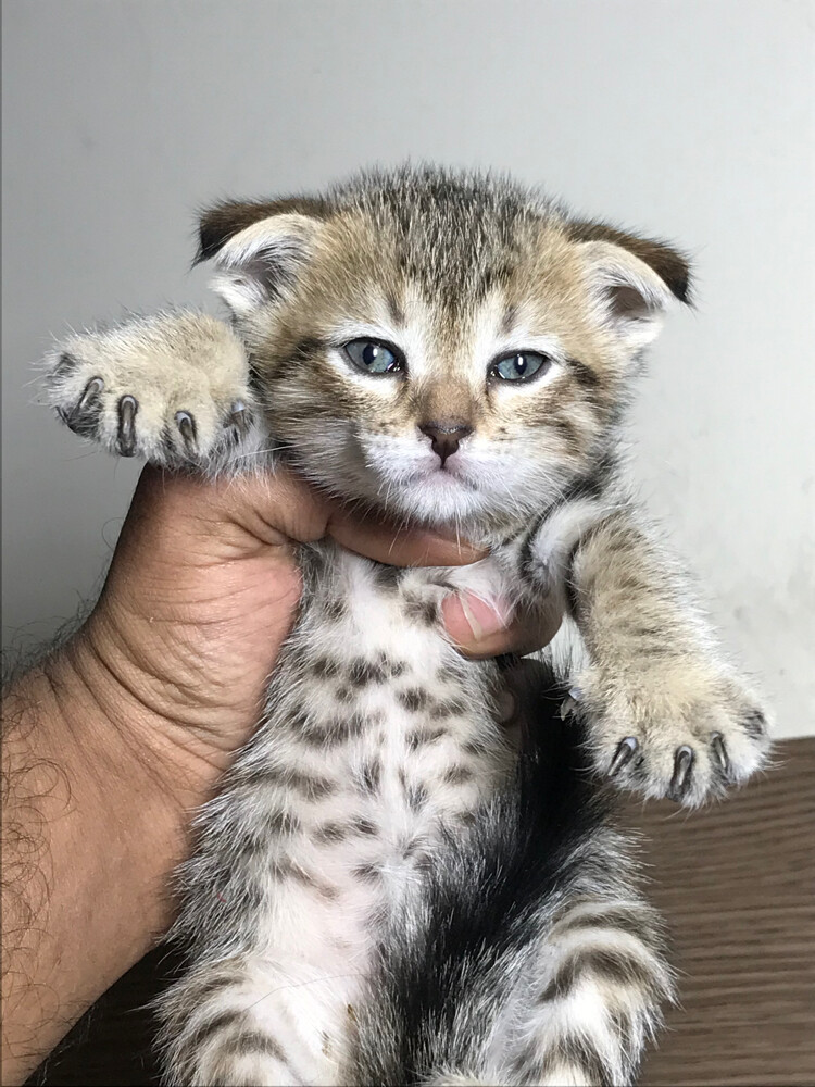 Scottish fold  - 1