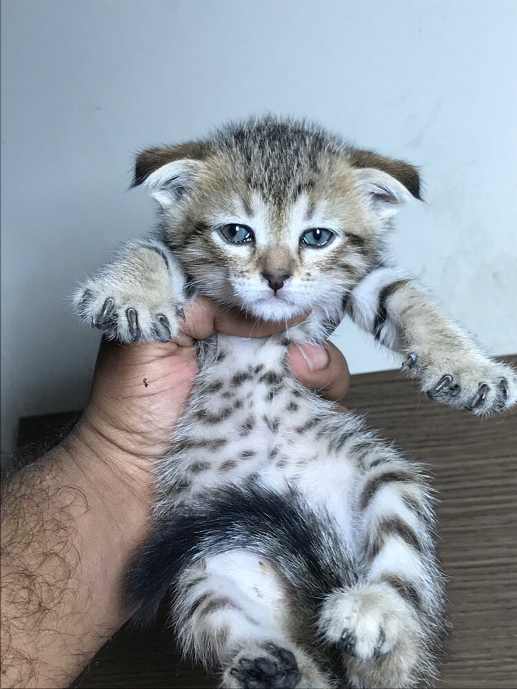 Scottish fold  - 2
