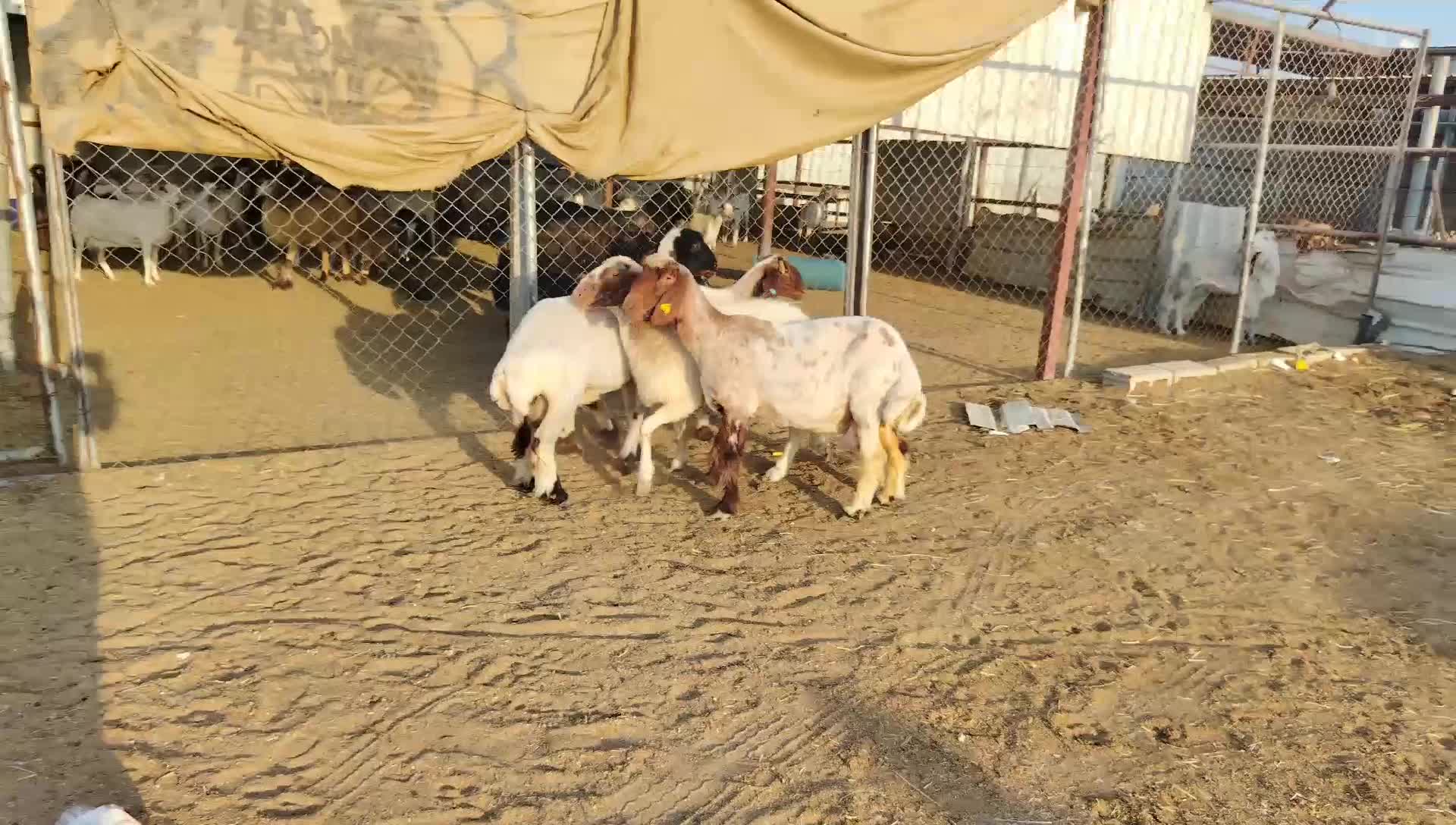 للبيع شويهات سوريه طيبه - 1