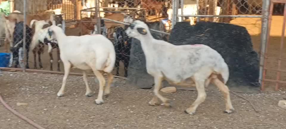 عرب بيض مكحلات دفيع شرط - 1