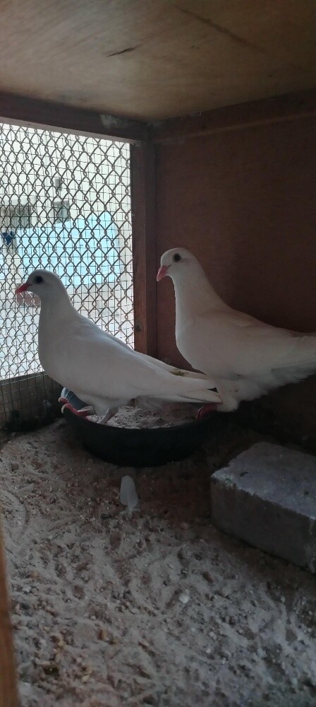 للبيع حمام لحم فرنسي جامبو - 2