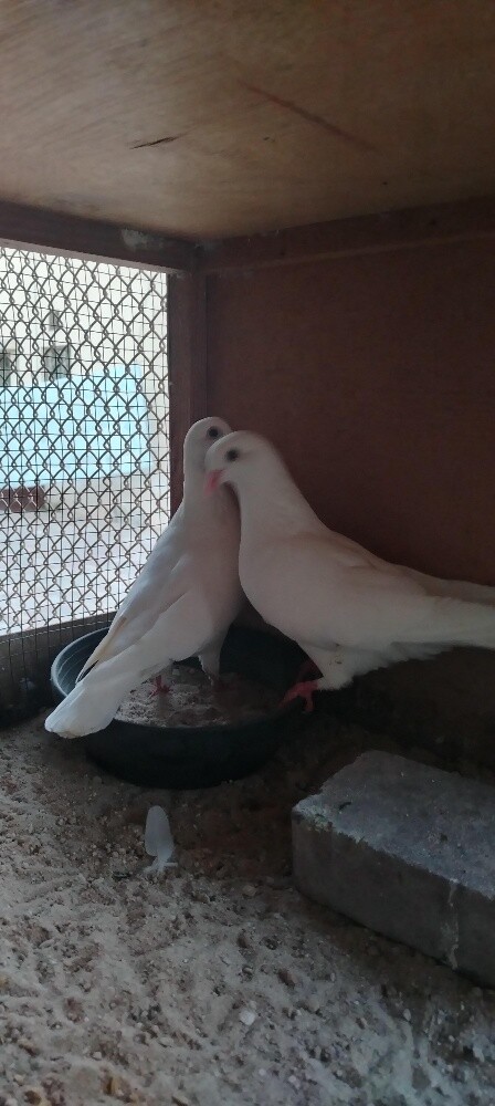 للبيع حمام لحم فرنسي جامبو - 3