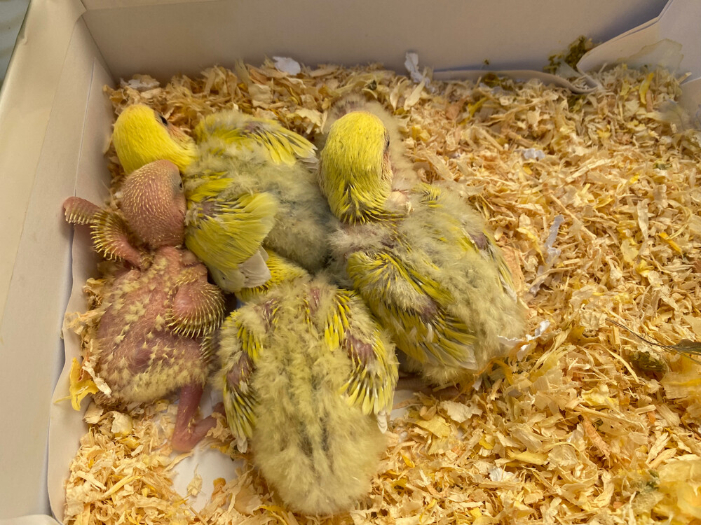 Rose chicks Aqua/Lutino/Green - 8