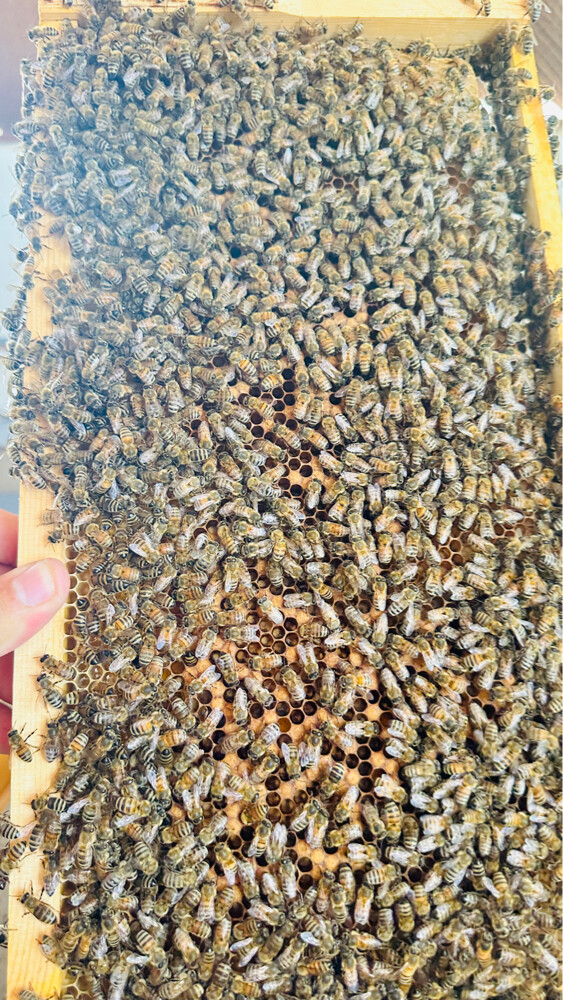 Honey bees for sale - 8