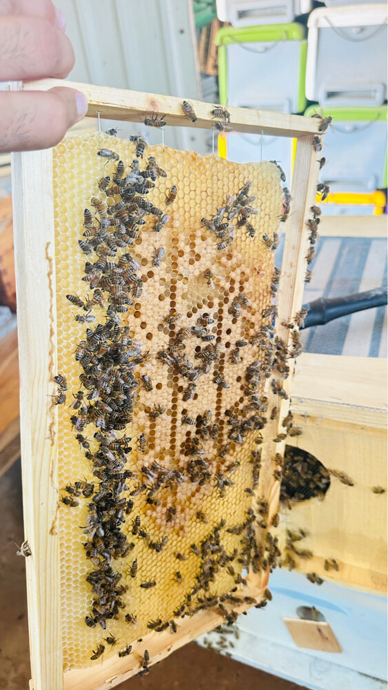Honey bees for sale - 4