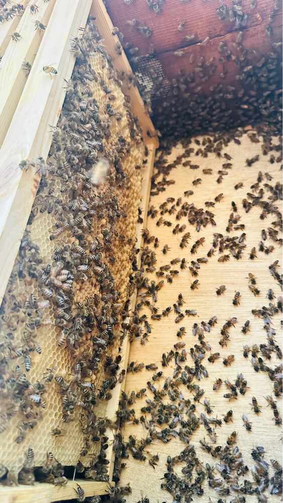 Honey bees for sale - 3