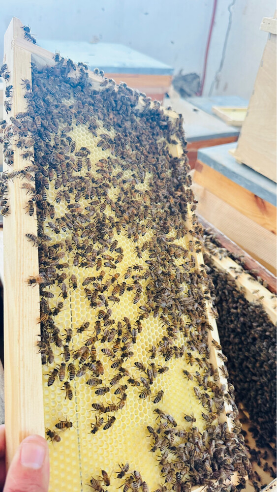 Honey bees for sale - 5