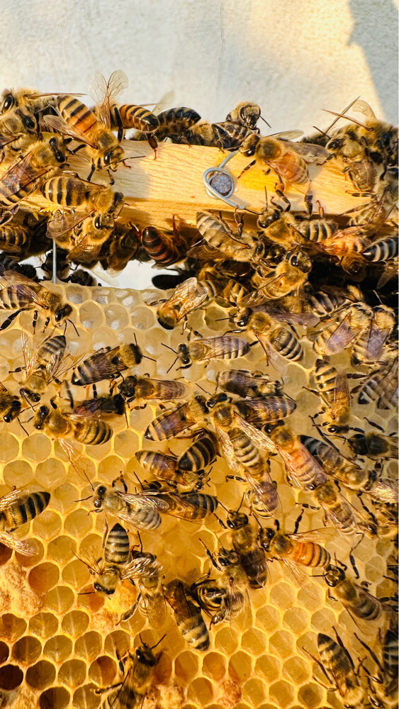 Honey Bees for Sale – Strong Coloni - 17
