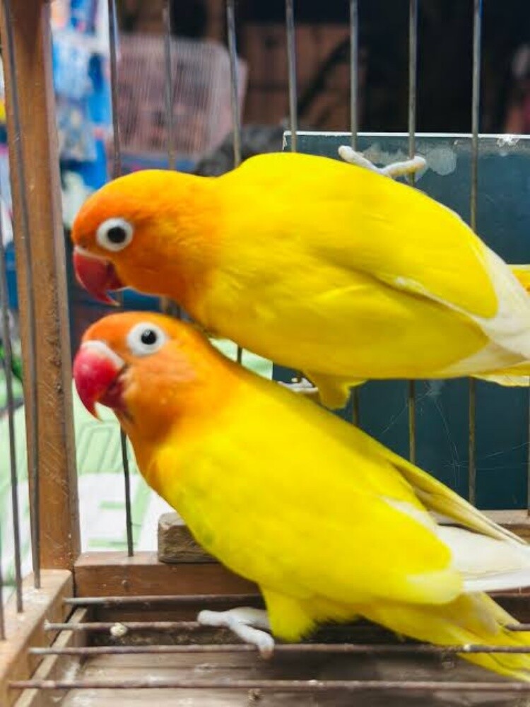 birds - 3