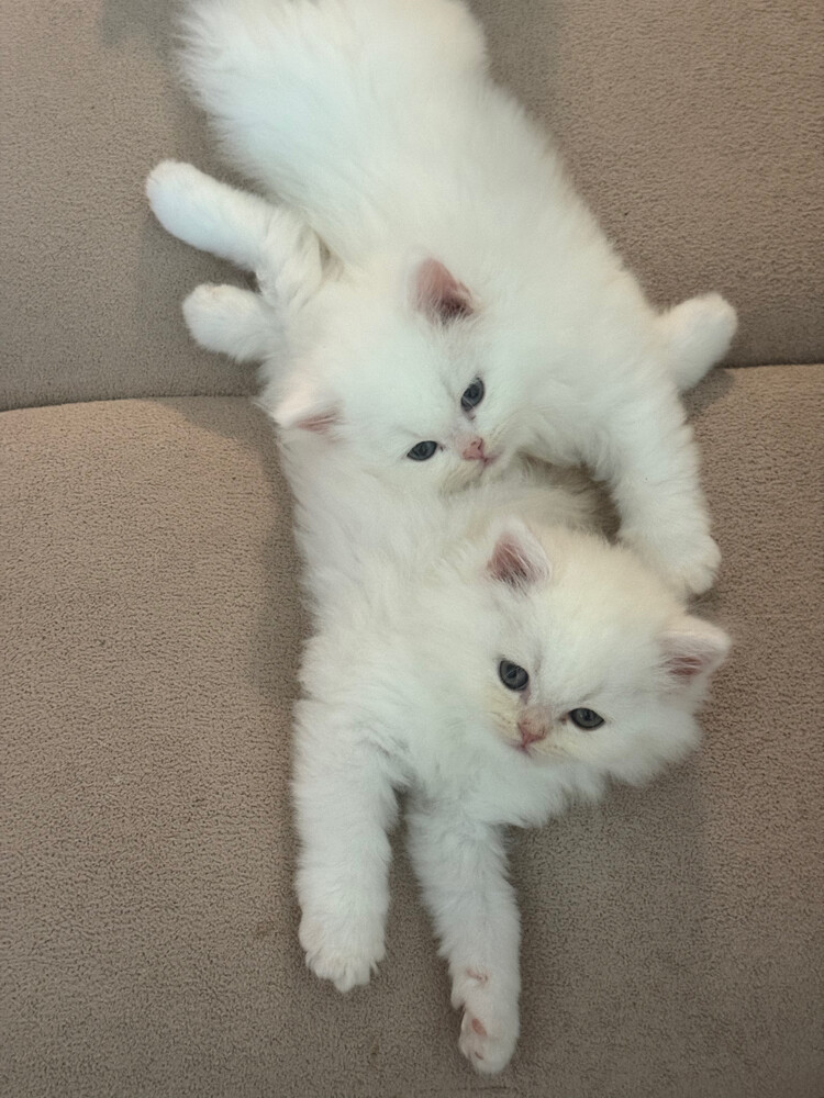 4 cats for sale  - 1