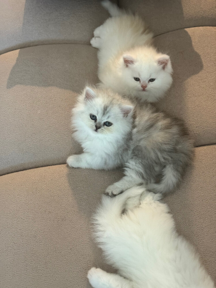 4 cats for sale  - 5