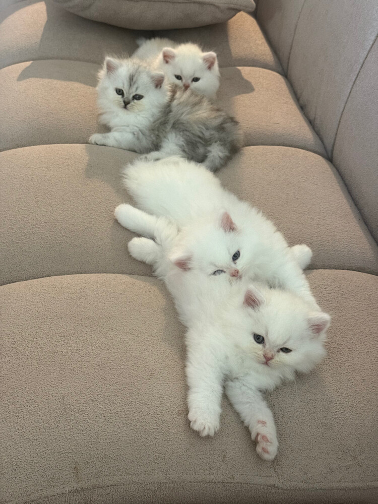 4 cats for sale  - 3