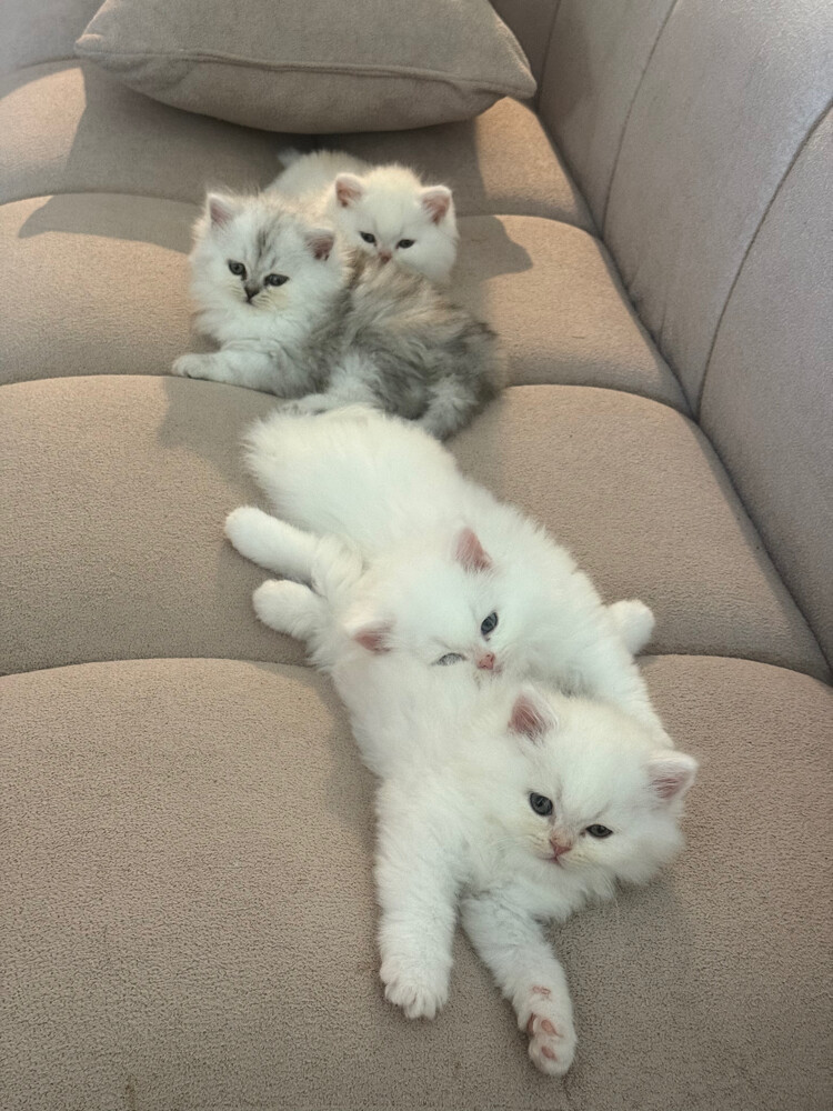 4 cats for sale  - 2