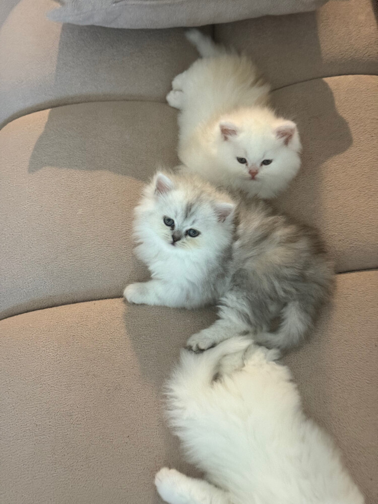 4 cats for sale  - 6