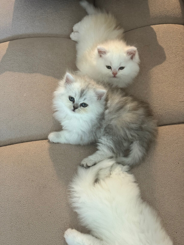 4 cats for sale  - 4