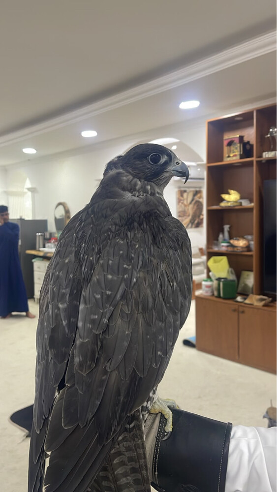جير بيور سبوق - 1