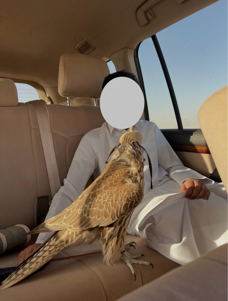 حر ستيكا فالكون - 2